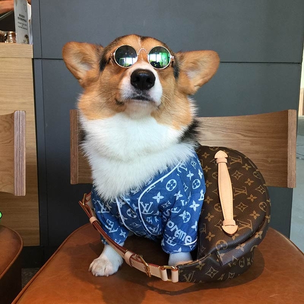 supreme 犬服